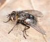 Bothria frontosa